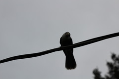 Perisoreus canadensis image