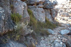 Restio gaudichaudianus