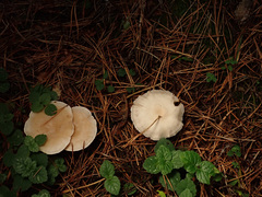Clitocybe phyllophila