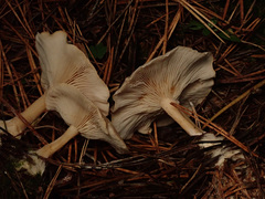 Clitocybe phyllophila