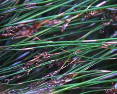 Restio gaudichaudianus