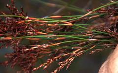 Restio gaudichaudianus