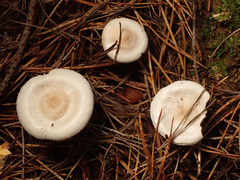 Clitocybe phyllophila