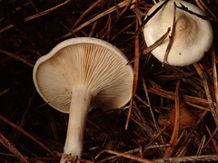 Clitocybe phyllophila
