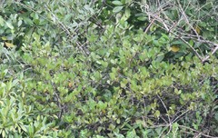 Rhizophoraceae