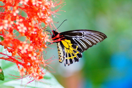 Southern Birdwing