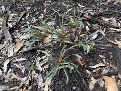 Banksia dallanneyi