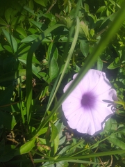 Ipomoea cairica