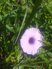 Ipomoea cairica