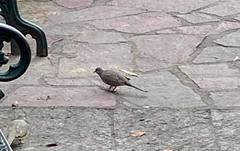 Columbina inca