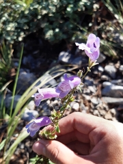 Penstemon leonensis
