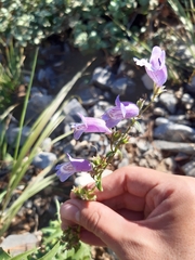 Penstemon leonensis