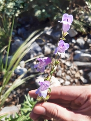 Penstemon leonensis