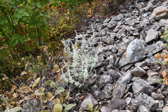 Artemisia lagocephala