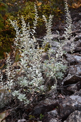 Artemisia lagocephala