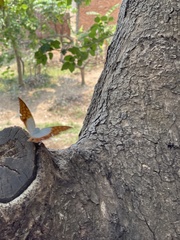 Charaxes varanes vologeses