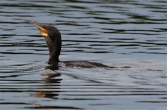 Phalacrocorax carbo