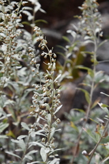 Artemisia lagocephala