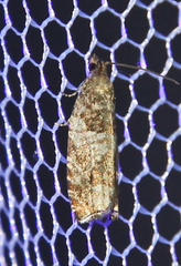 Ancylis achatana