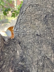 Charaxes varanes vologeses