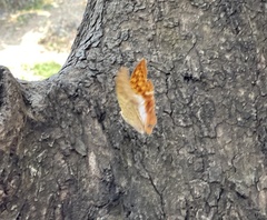 Charaxes varanes vologeses
