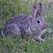 Mountain Cottontail - Photo (c) Peter Olsoy, some rights reserved (CC BY-NC), uploaded by Peter Olsoy