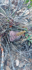 Crassula hemisphaerica