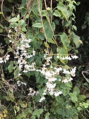 Fallopia baldschuanica