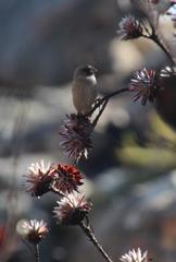 Crithagra leucoptera