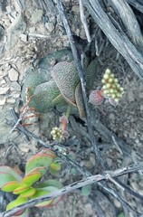 Crassula hemisphaerica