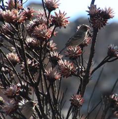 Crithagra leucoptera