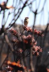 Crithagra leucoptera