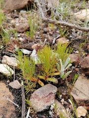 Serruria florida