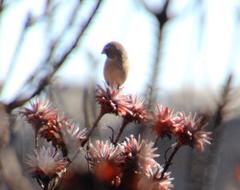 Crithagra leucoptera