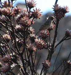 Crithagra leucoptera