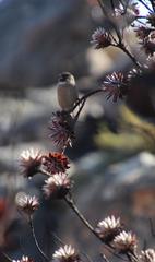 Crithagra leucoptera