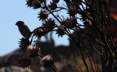 Crithagra leucoptera