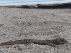 Phyllodactylus gerrhopygus