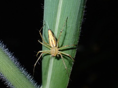 Oxyopes