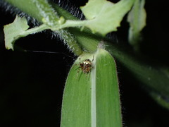 Araneoidea