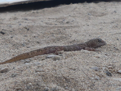 Phyllodactylus gerrhopygus