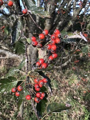 Crataegus laevigata