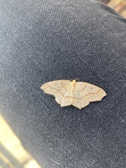 Lambdina fiscellaria