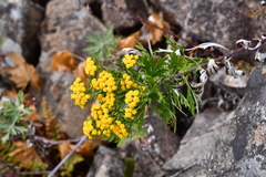 Ajania pallasiana