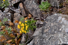 Ajania pallasiana