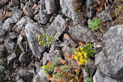 Ajania pallasiana