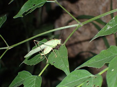 Tettigoniidae