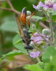 Sphex pruinosus