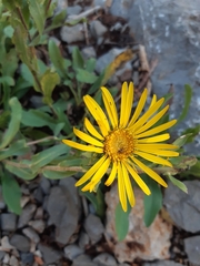 Grindelia greenmanii