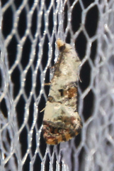 Neocochylis hybridella